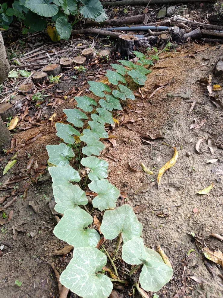 昨天為其摘心的南瓜