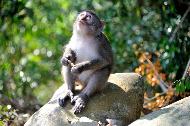 【共享每一個白天黑夜與這片山林 ，途中交會但覺人與物相親無猜嫌！台灣獮猴】