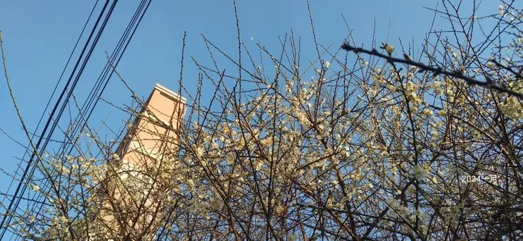 一樹白梅