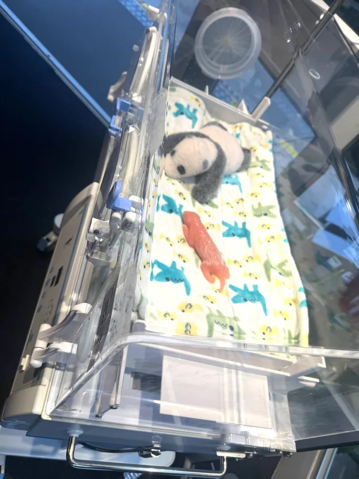 熊貓仔是假道具