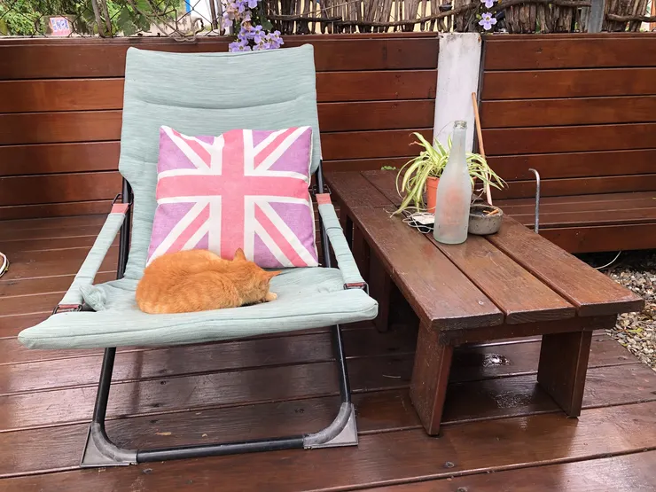 可愛的橘貓皮皮雖然已經當了小天使 但仍然活在我的記憶裡中