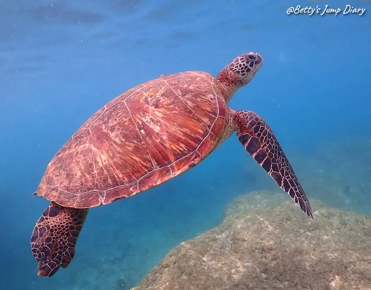 ▲2025屏東小琉球-浮潛、SUP/ 圖片來源：Betty's Jump Diary