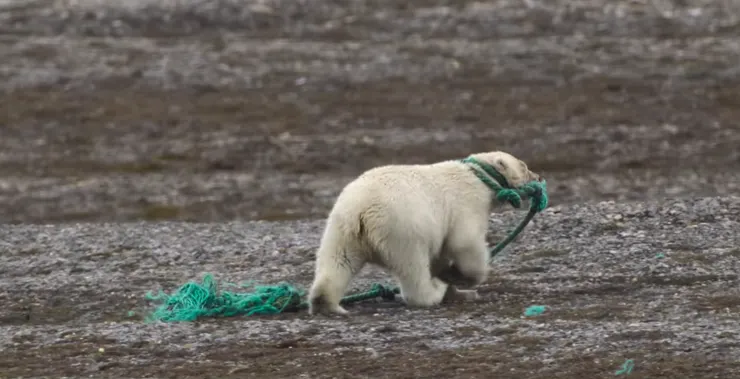 小北極熊被漁具繩索纏住（事後已掙脫）。《我們的海洋》影片截圖