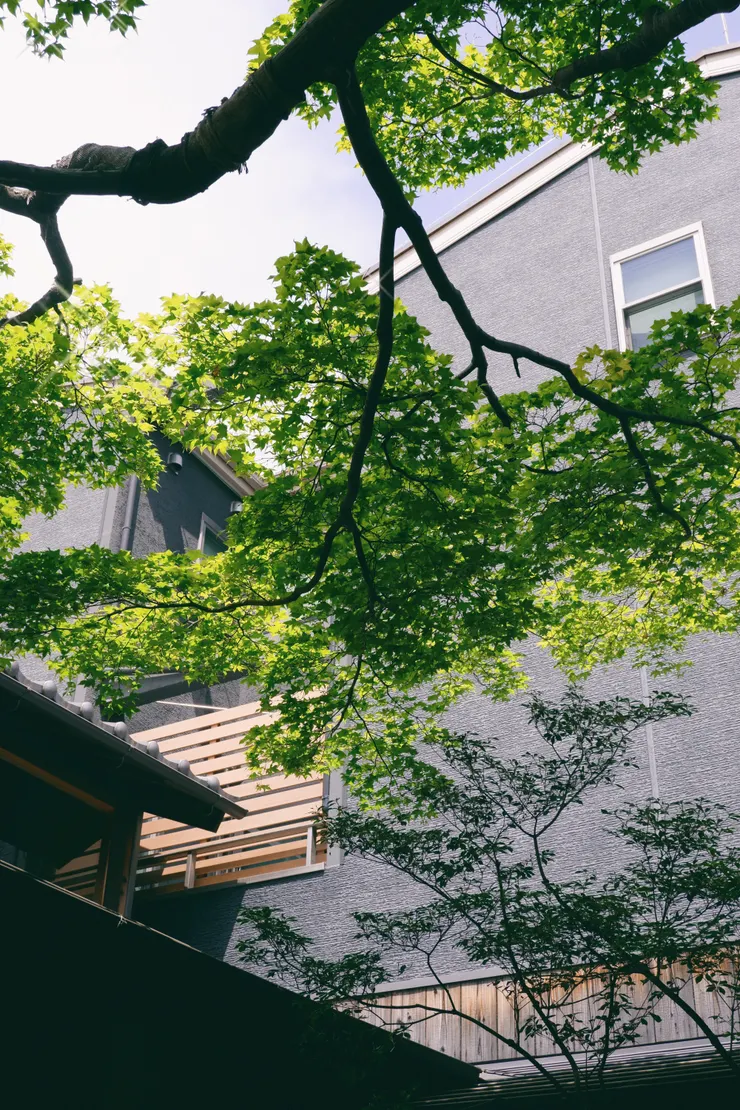 喜歡庭院裡的楓樹,新綠季節裡的微風徐徐