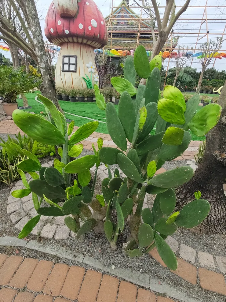 不矮的仙人掌