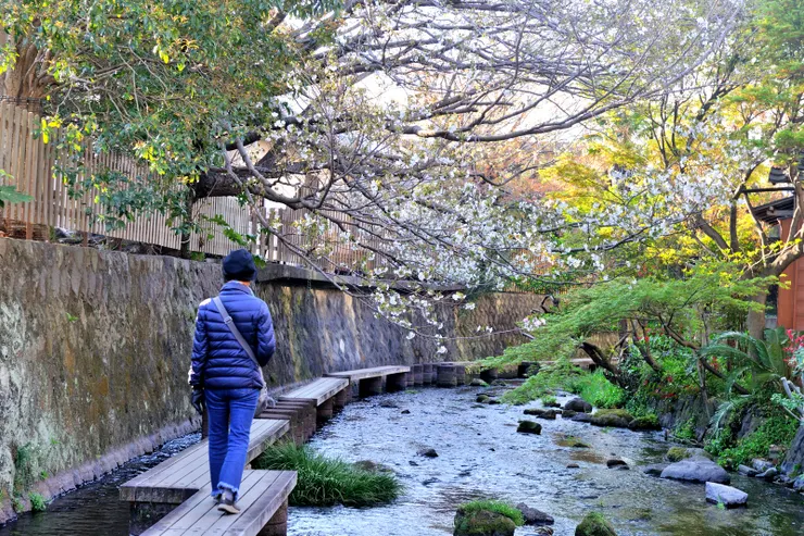 【親水步道，岸上盛開的櫻花垂枝下來。】