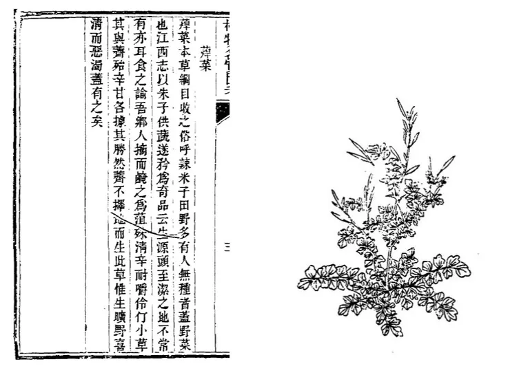 (清)植物名實圖考．蔊菜
