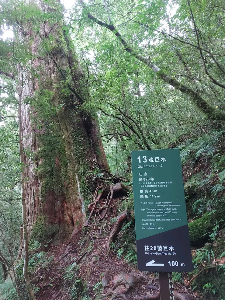 神木本尊之一，每棵神木幾乎都高聳入天，非常浩大
