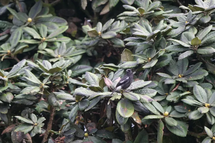 在高原屬於常見的Pied Bush Chat
