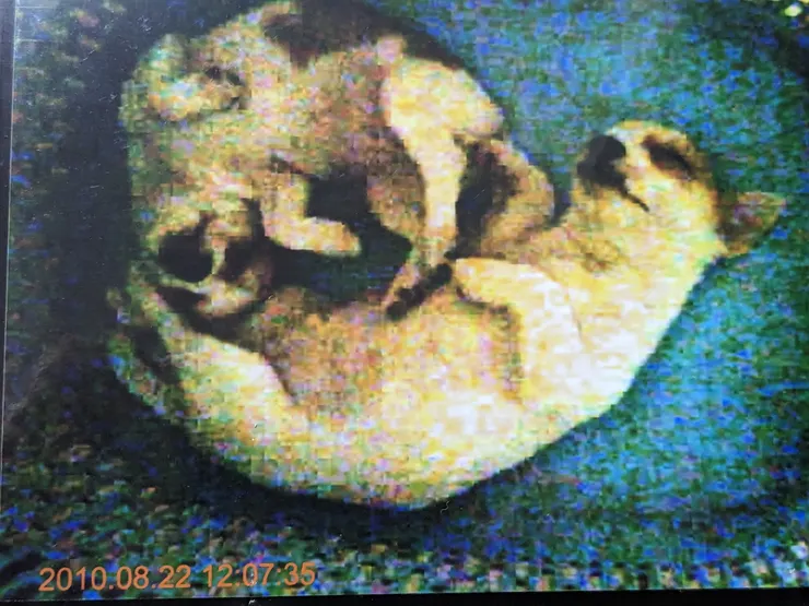 翻肚狗兒兄弟 左小小 右小嘟