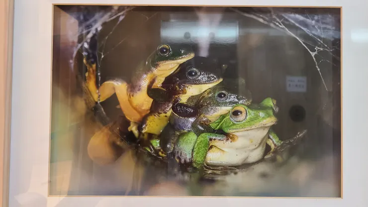 莫非宏遠證券很多本蛙粉絲