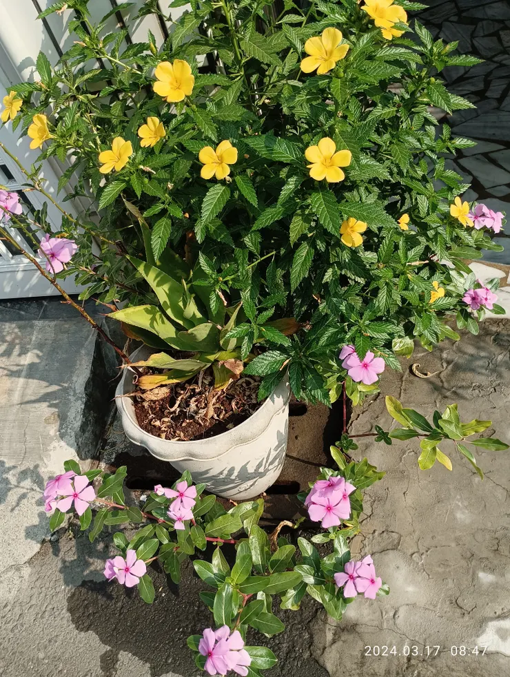 門開喜見花迎我，自拍