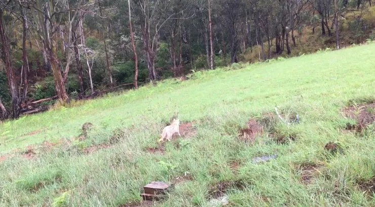 雨中漫步的Honey妹