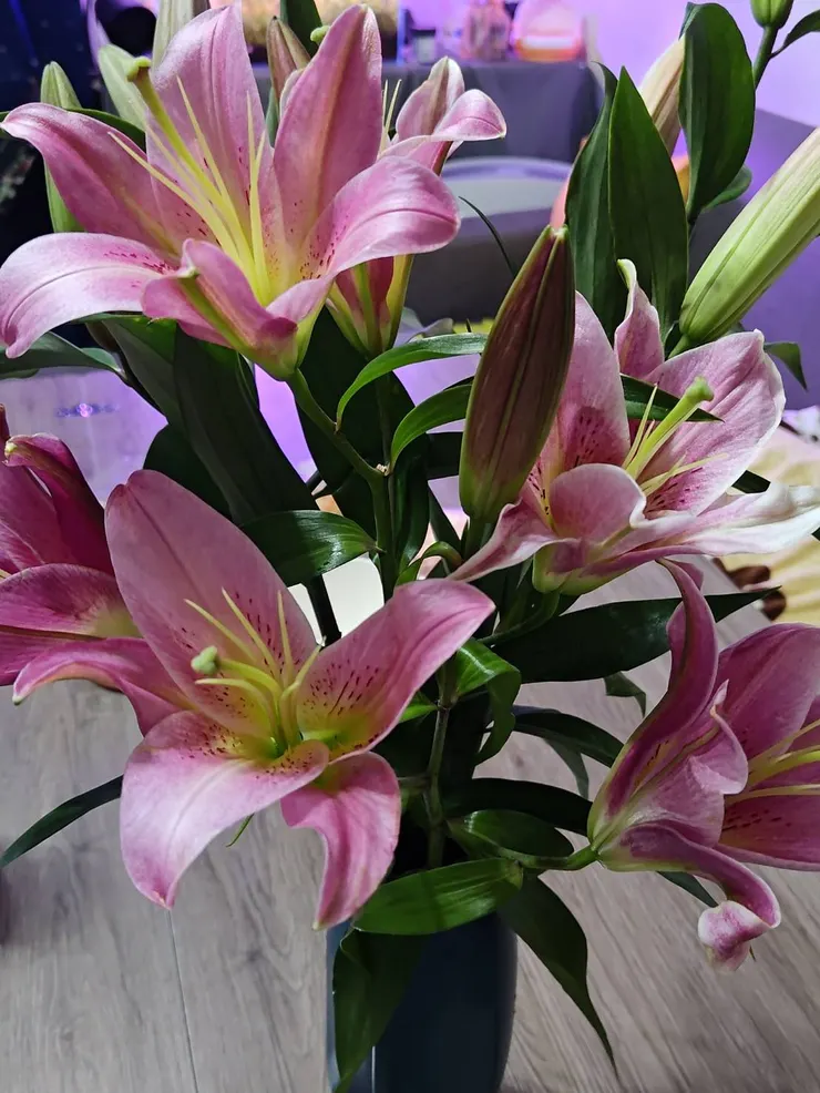 百合的花藥被摘下來了，說是這樣可以延長花期