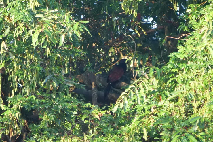 害羞的Greater Coucal