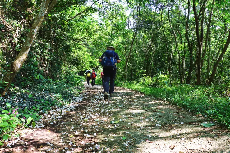 ▲一開始迎接我們的就是滿滿的桐花大道。