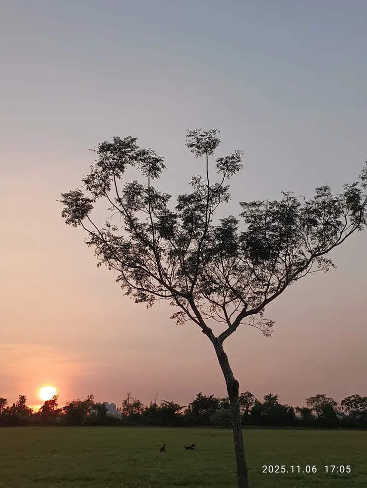 萋萋秋原霞染目