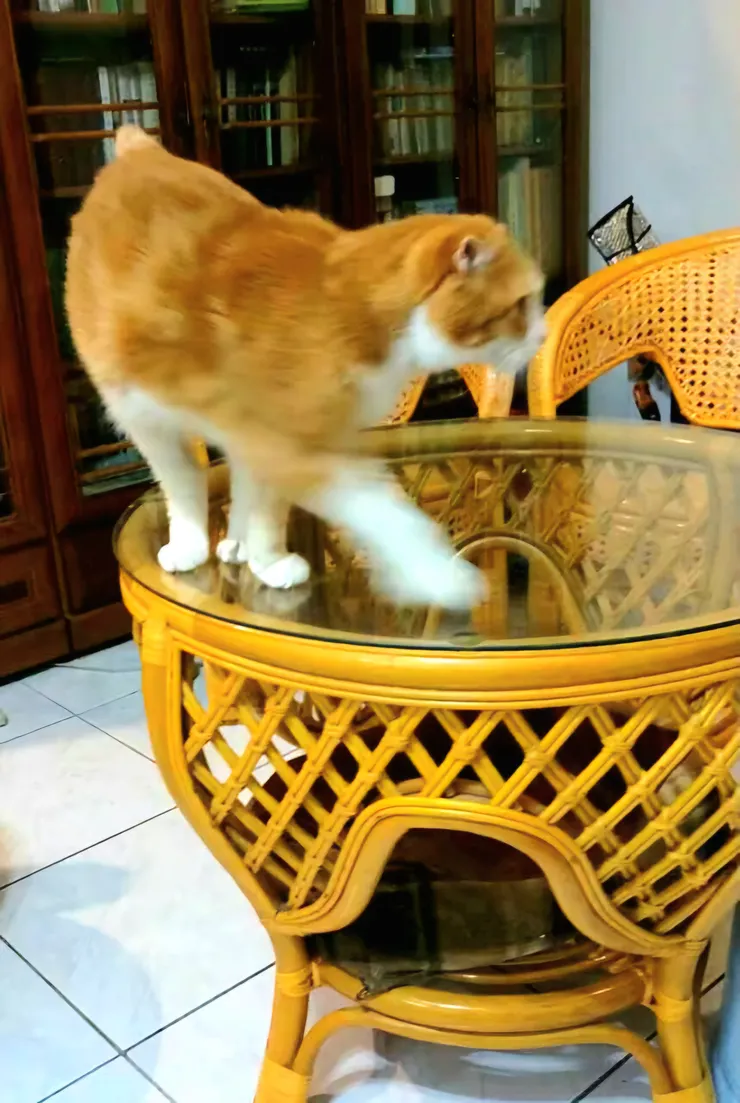 黃小咪繞圈子(李建崑攝影)