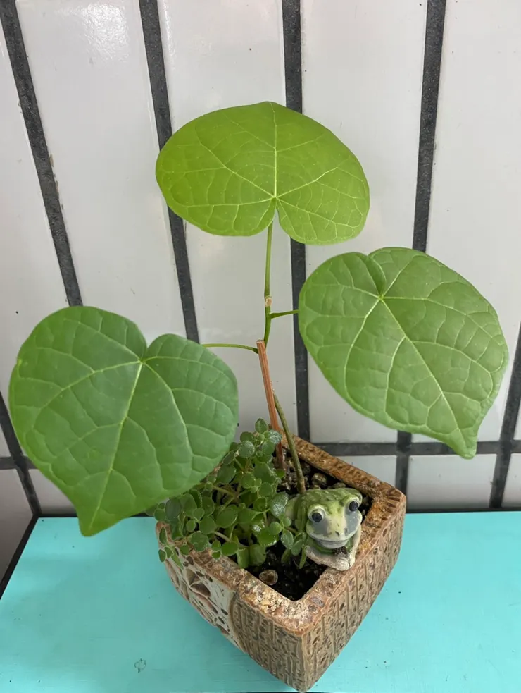 新莊農會110.06.13