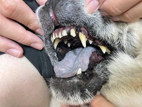 2023 新品上市「王品寵物」-BACHUS瑞士巴吉斯保健錠