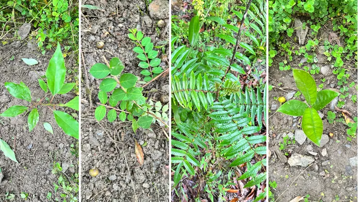 樟樹、九芎、刺蔥、大葉山欖