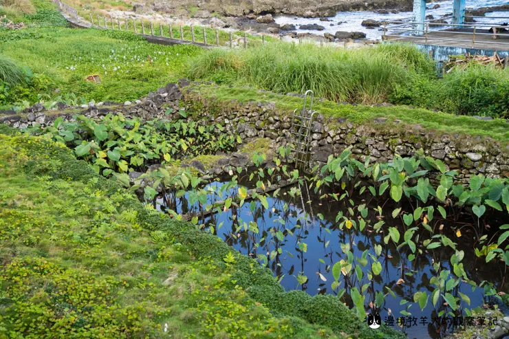 蘭嶼的水芋田,用石頭堆砌成一個範圍