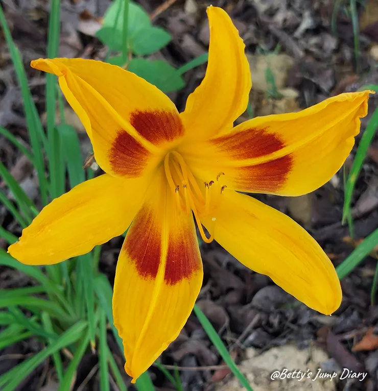 ▲2025花現台七「桃園繡球金針農遊趣」/ 圖片來源：Betty's Jump Diary