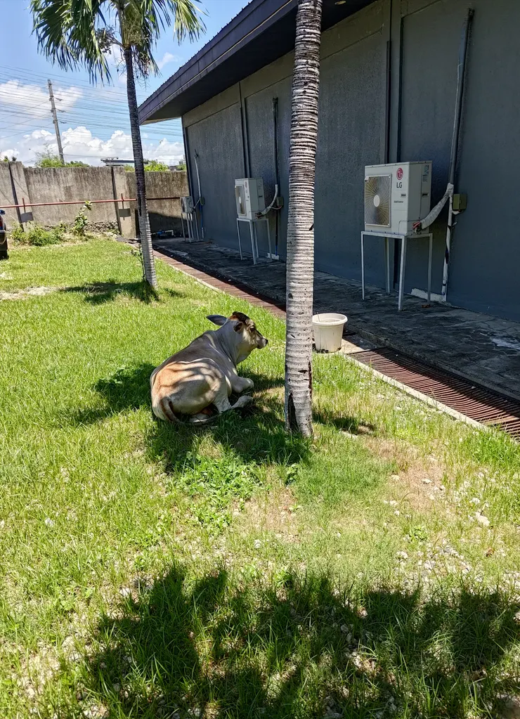 宿霧當地還是有種農村的氣息