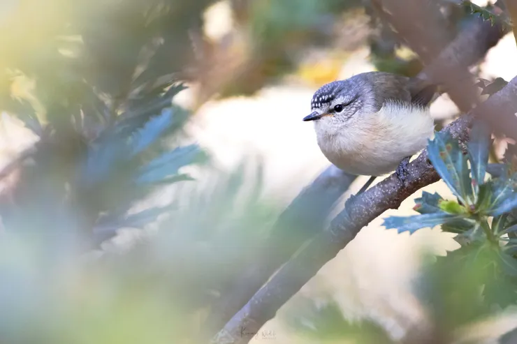 Yellow-rumped Thornbill / 黃尾刺嘴鶯