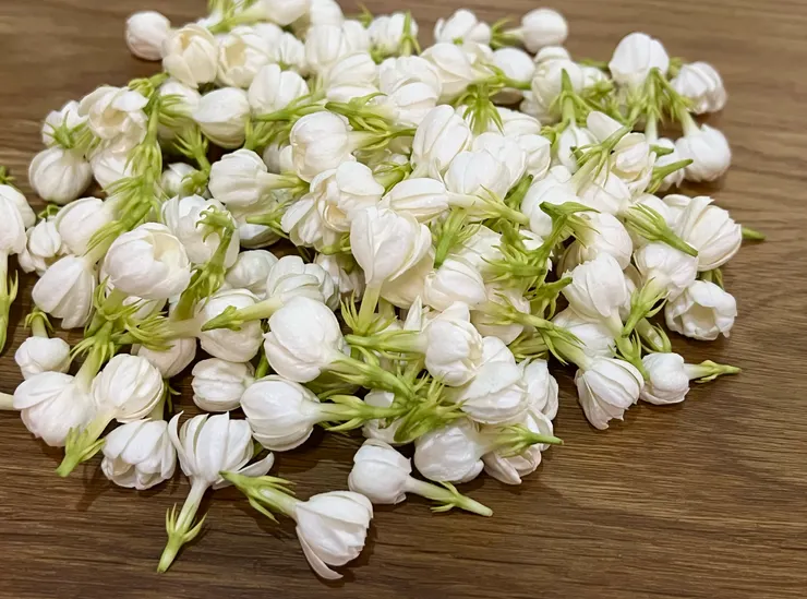 晚上開始綻放的茉莉