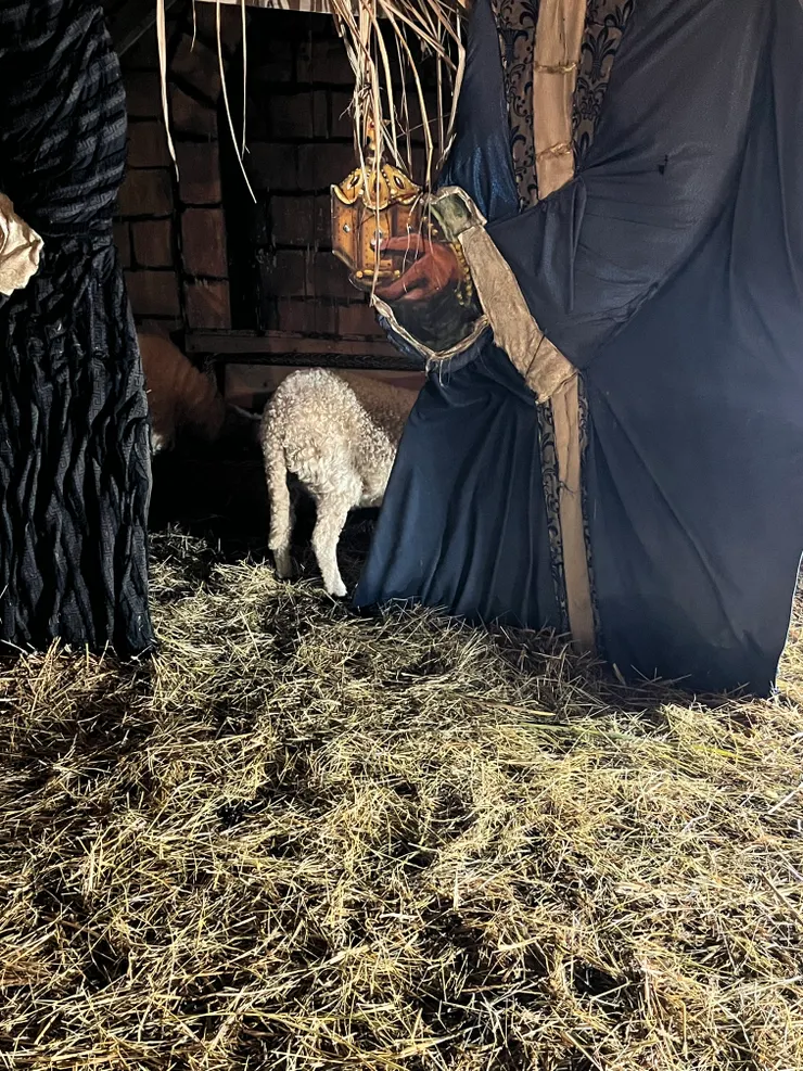 【德國旅遊】2024德勒斯登聖誕市集遊記