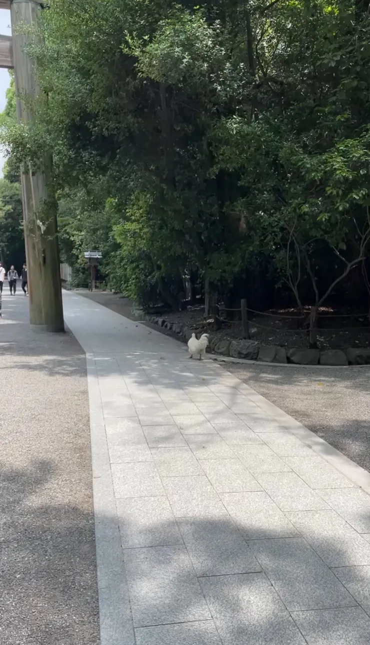 第二鳥居前的白雞