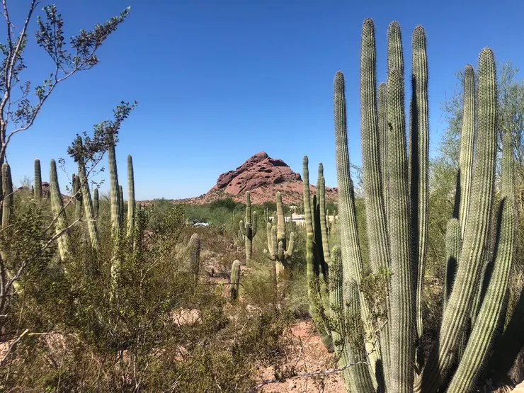 作者攝於 2022年10月｜Desert Botanical Garden（原創作品，請勿擅自使用或轉載。）