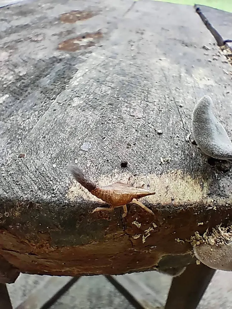 尾巴帶著一隻毛筆的蠟蟬幼蟲