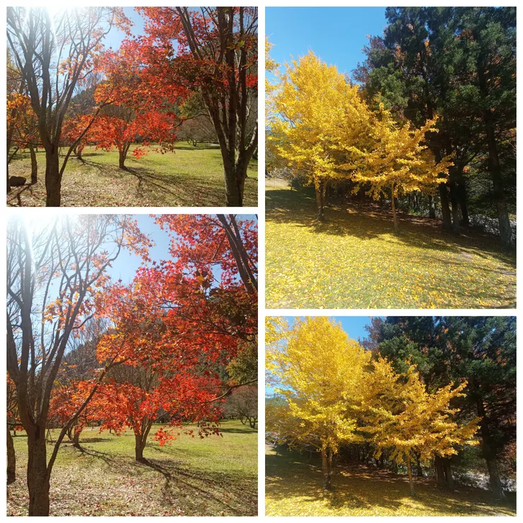 桃花莊一帶楓葉、銀杏景色