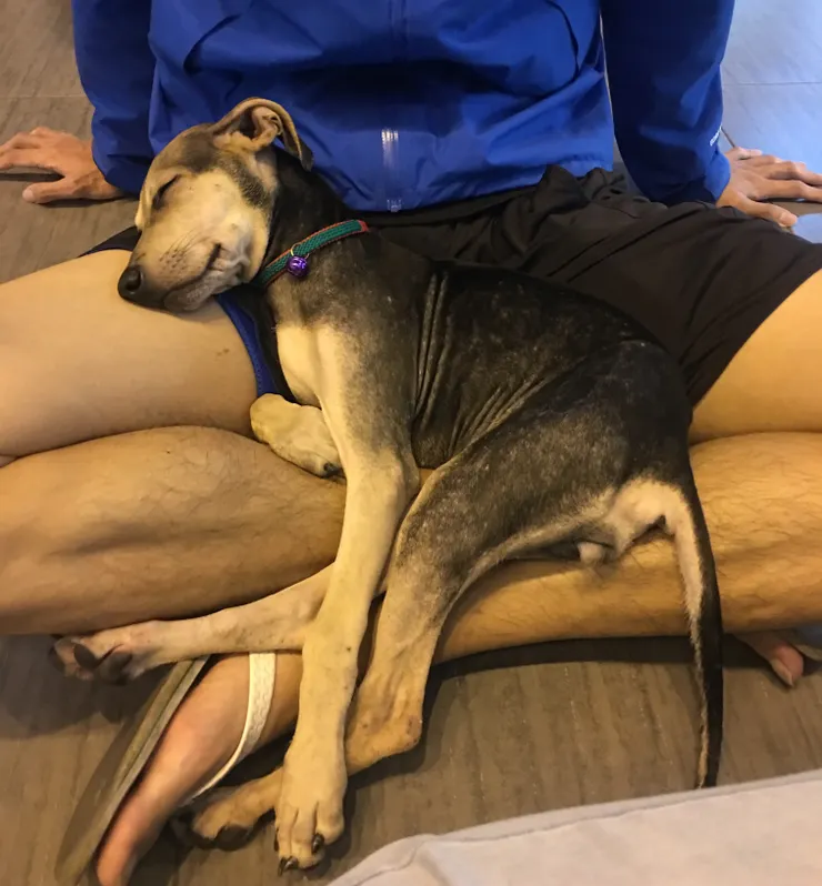 但他第一天見面就睡在奶爸的腿上，實在沒辦法不帶回家，事後證明這實在是偏詐騙