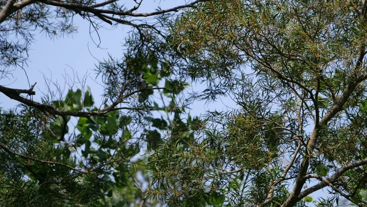 第一次在超遠處看到