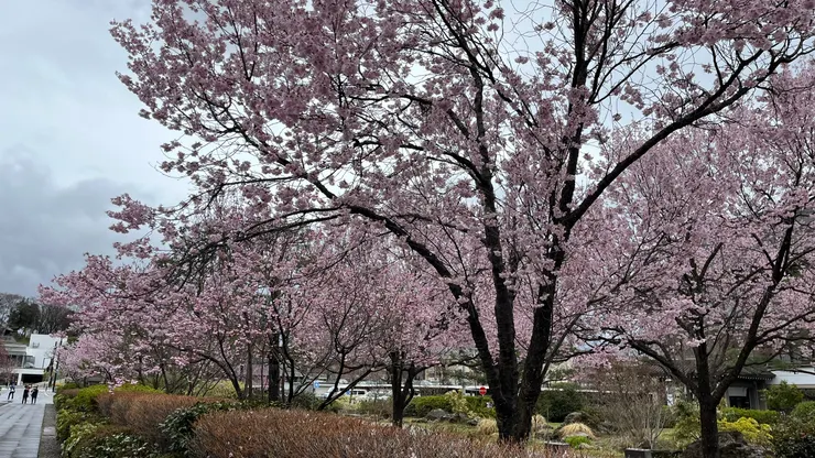 面積不大，但也足夠拍美照了。