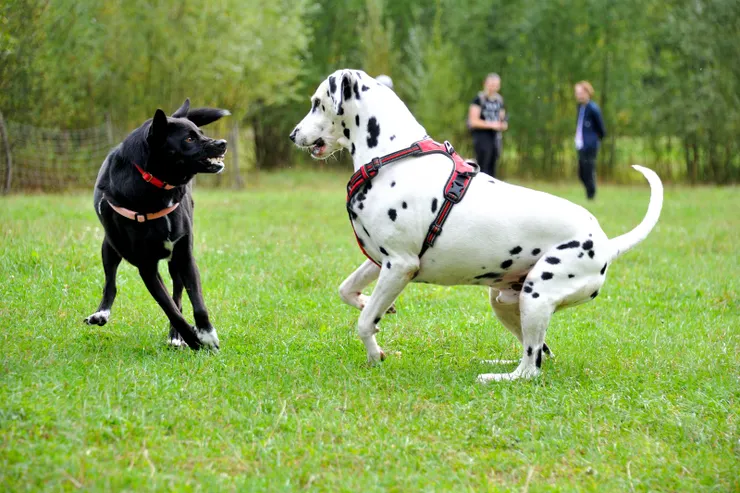 【主人談笑群狗奔逐不知誰蹓誰！久而久之，來大公園蹓的人與狗都打成一片，成為好朋友。】