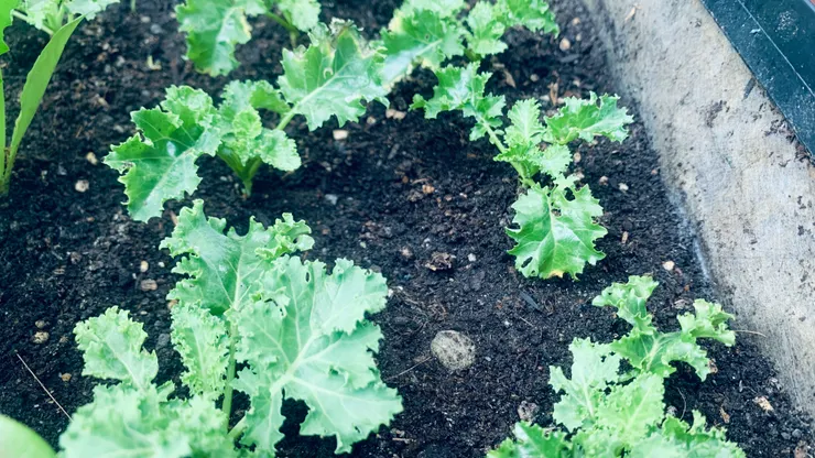 羽衣甘藍要種上快兩個月才能收成