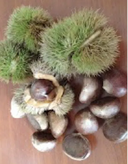 "腎之果" -- 栗子