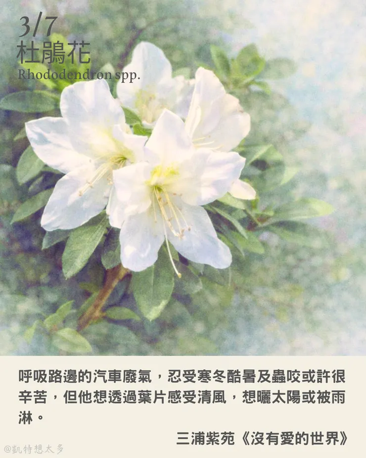 3 月 7 日｜杜鵑花×三浦紫苑《沒有愛的世界》