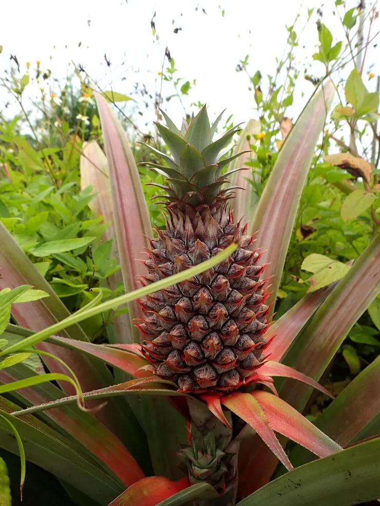 自己種的鳳梨