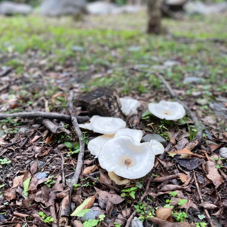 南澳原生植物園