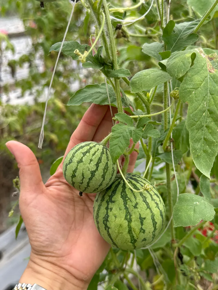 小西瓜真的很小