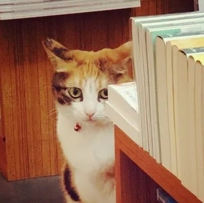 在台灣講日本物語