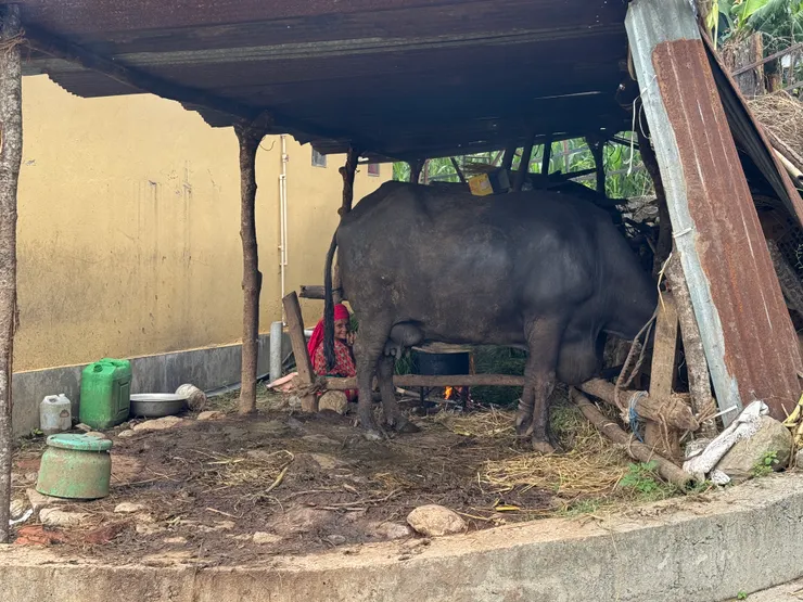 尼泊爾很多家戶會養水牛 作為他們的肉糧