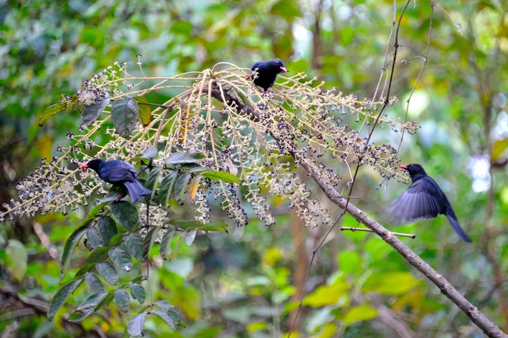 【共享每一個白天黑夜與這片山林 ，途中交會但覺人與物相親無猜嫌！紅嘴黑鵯】