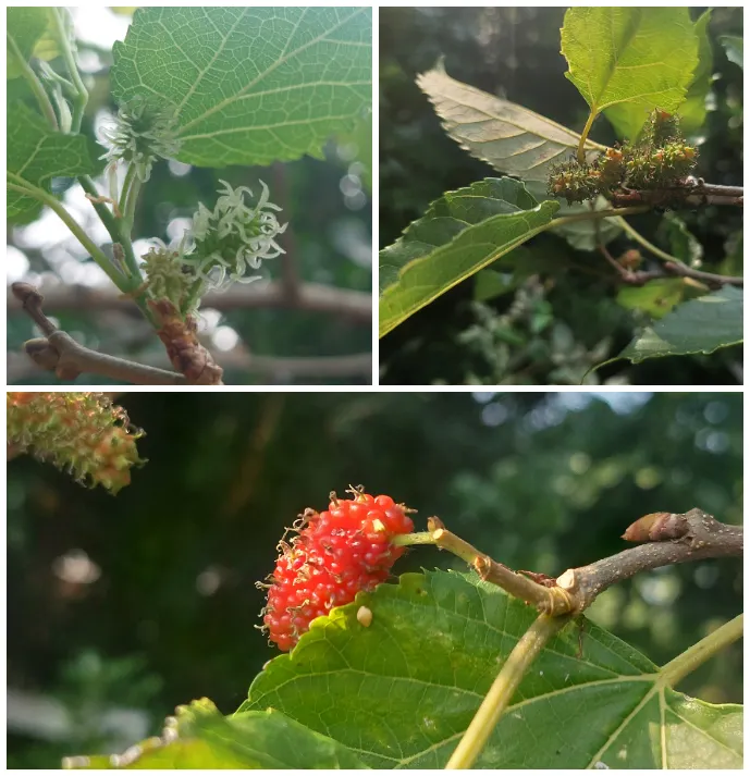 打從「霜降」起,就天天巴望著家裡的桑樹凋零變黃,但暖化的氣候加上聖嬰現象的暖冬,氣候異常,甚至到了「立冬」,桑樹還在開花結桑葚。