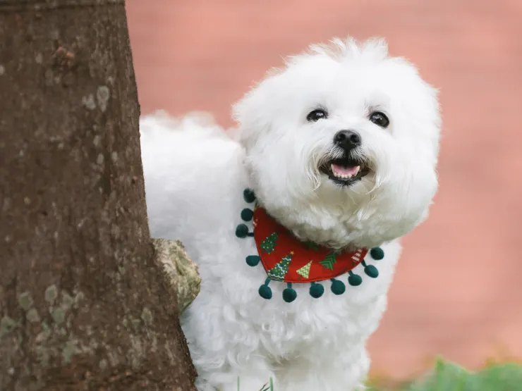 圖說：尾巴丘毛孩選物推出一系列限量款耶誕應景領巾，狗貓都適用，圍在毛孩脖子上，立刻變成超級萌寶貝！（資料來源：尾巴丘毛孩選物）
